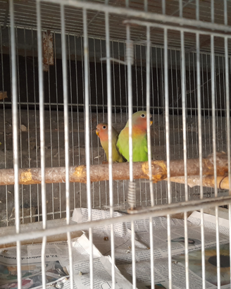 Novelli di roseicollis