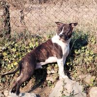 Disponibile maschio AMSTAFF per monte