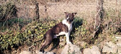 Disponibile maschio AMSTAFF per monte