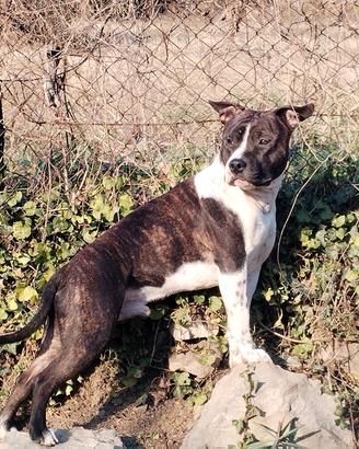 Disponibile maschio AMSTAFF per monte