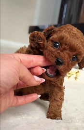 Cuccioli barboncino Red