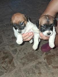 Cuccioli di Jack russell terrier originali