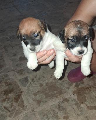 Cuccioli di Jack russell terrier originali
