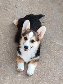 Cuccioli di welsh corgi Pembroke