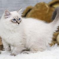 Gattini Siberiani