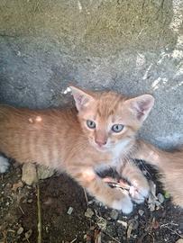 3 gattini maschi di 2 mesi