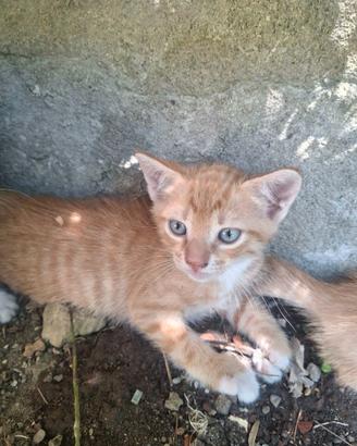 3 gattini maschi di 2 mesi