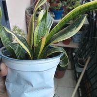 Sanseveria in vaso 