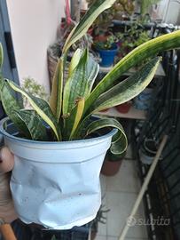 Sanseveria in vaso 