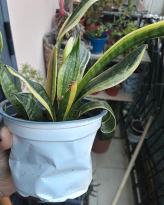 Sanseveria in vaso 