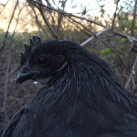 Coppia galline Cemani