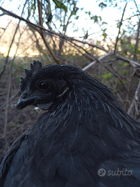 Coppia galline Cemani