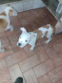 American Pitbull terrier