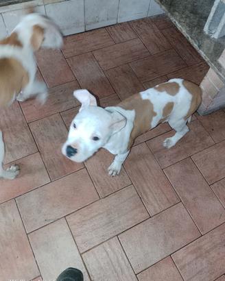 American Pitbull terrier