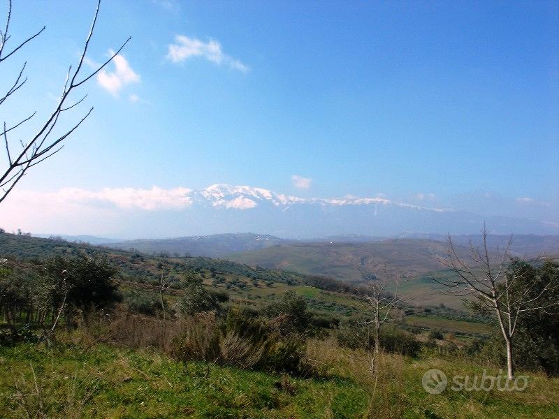 7000 mq terreno agricolo con 50 piante d'olivo - Vista 2