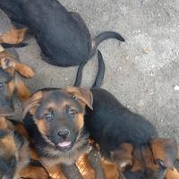 Cucciola di pastore tedesco