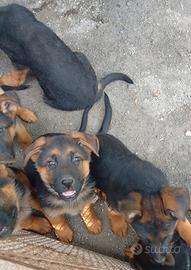 Cucciola di pastore tedesco