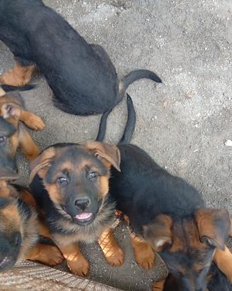 Cucciola di pastore tedesco