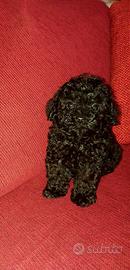 Cucciolo di barboncino