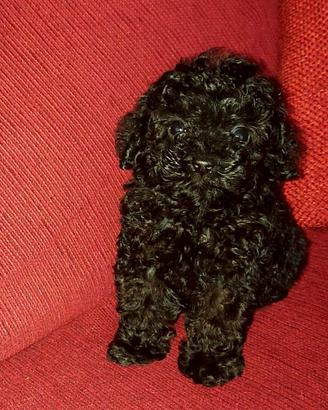Cucciolo di barboncino