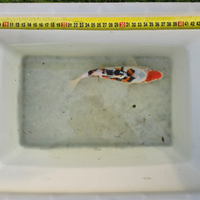 Carpe koi giapponesi