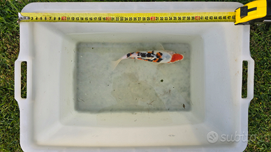 Carpe koi giapponesi