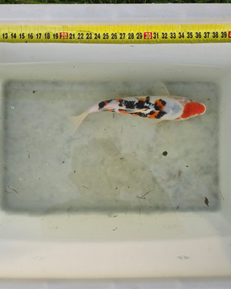 Carpe koi giapponesi