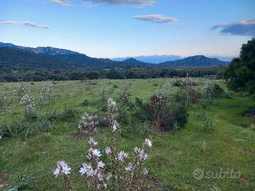 Terreno agricolo loc.nuraghe Asoru