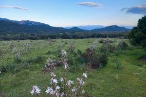 Terreno agricolo loc.nuraghe Asoru
