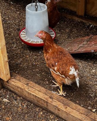 Galline isa brown