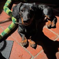 Merlino aspetta la fidanzata