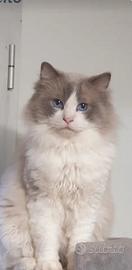 Gatto Ragdol