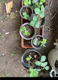 7 piantine Fragole