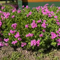 Trifoglio Rosa Oxalis Acetosella