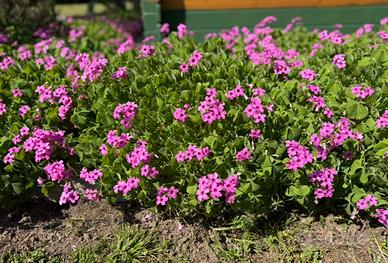 Trifoglio Rosa Oxalis Acetosella