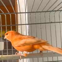 Canarino Rosso avorio ala Bianca