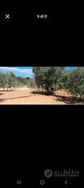 Terreno agricolo