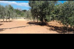 Terreno agricolo