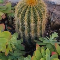 cactus brasiliano 