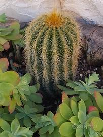 cactus brasiliano 
