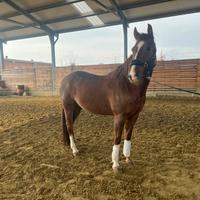 Disponibile alla vendita quarter horse