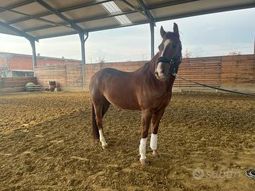 Disponibile alla vendita quarter horse