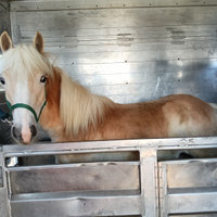 Haflinger