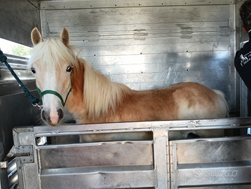 Haflinger