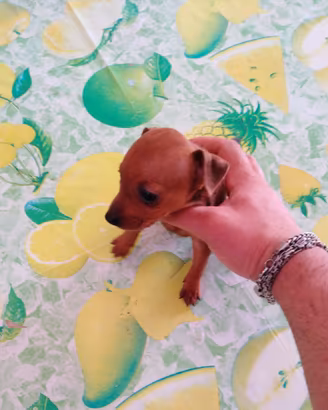 Pinscher nani toy cuccioli taglia piccola