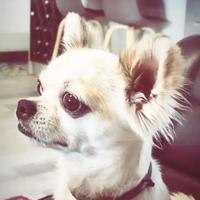 Disponibile Chihuahua per monta