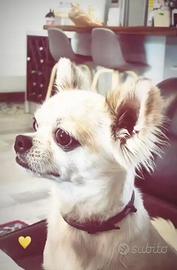 Disponibile Chihuahua per monta