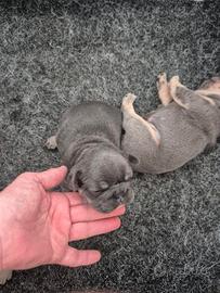 Bulldog francese esotico