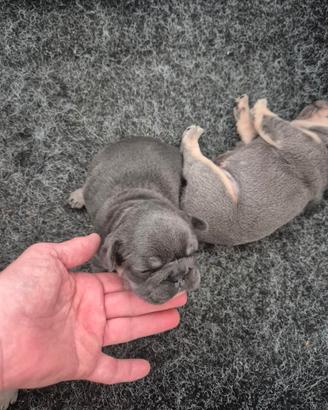 Bulldog francese esotico