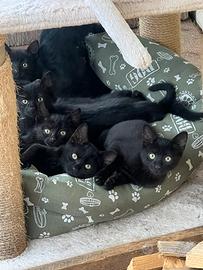 Gattini disponibili